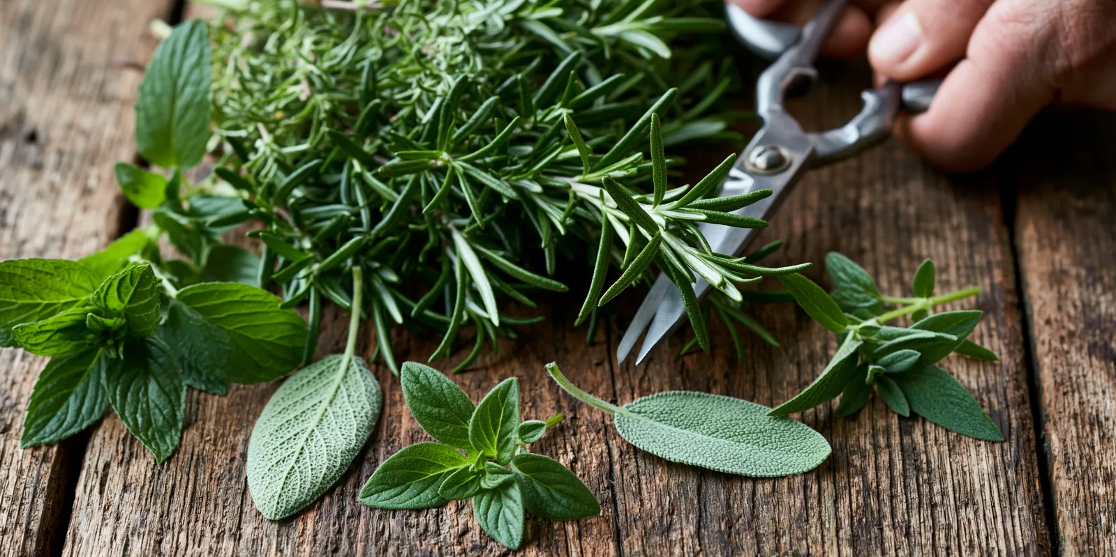 tchitcha. fresh garden herbs being cut with scissors scattere 0f50648d dcd2 4234 8bf5 647c938a002a 0 pour plasma marin